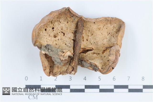 登錄號:F0038736藏品圖，第3張