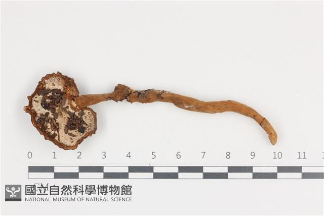 登錄號:F0036036藏品圖，第3張