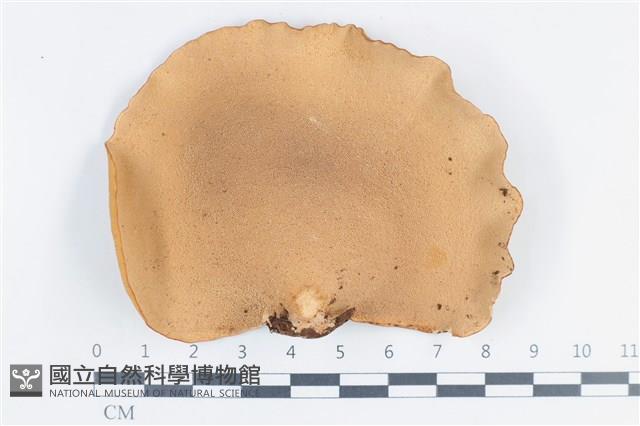 多孔菌屬藏品圖，第3張