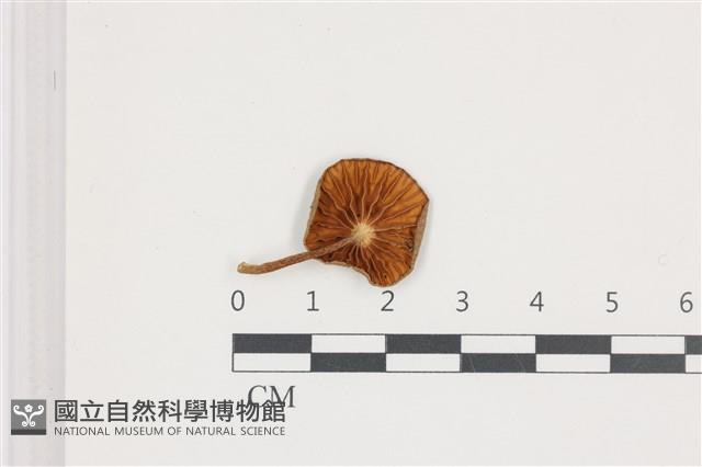 微皮傘屬藏品圖，第3張