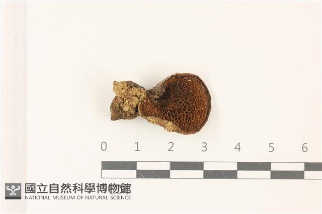 登錄號:F0037476藏品圖，第3張