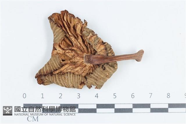 Accession Number:F0038776 Collection Image, Figure 3, Total 3 Figures