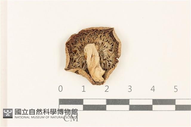 紅菇屬藏品圖，第3張