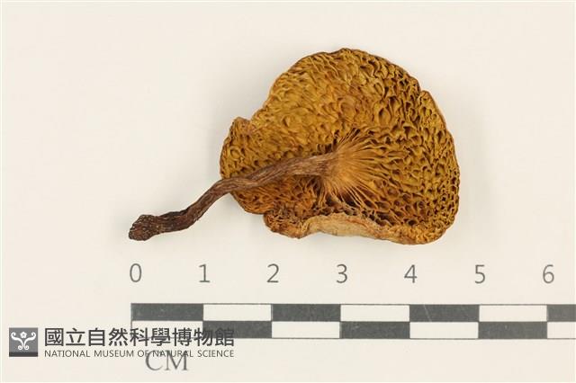 登錄號:F0037576藏品圖，第3張