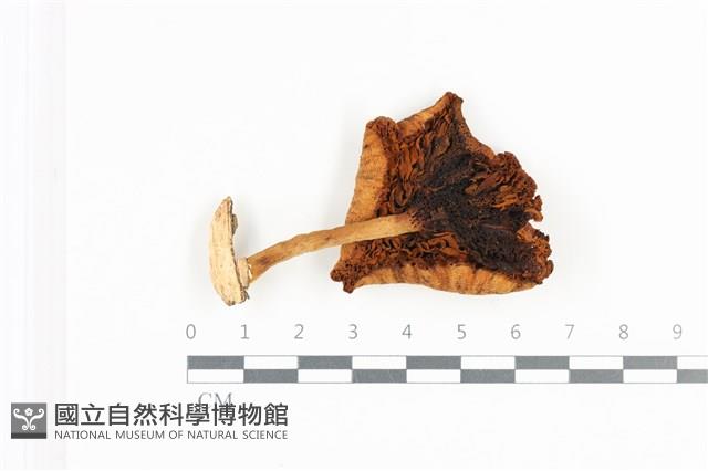 登錄號:F0036176藏品圖，第3張