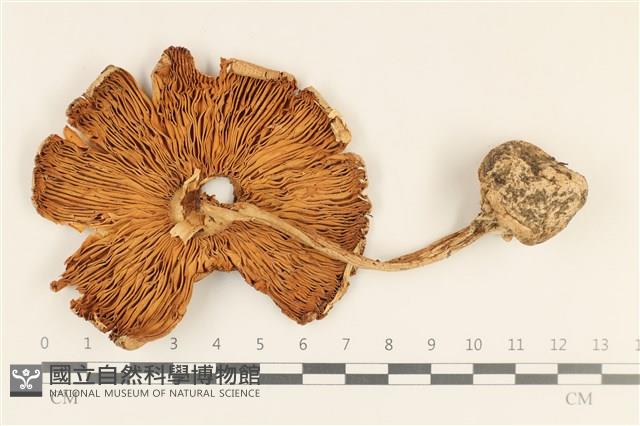 登錄號:F0037176藏品圖，第3張