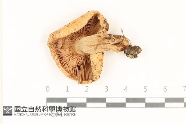 登錄號:F0037076藏品圖，第3張