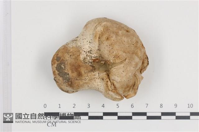 紫色禿馬勃藏品圖，第3張