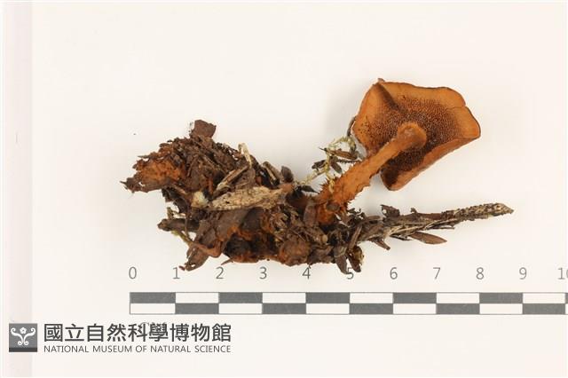 登錄號:F0037376藏品圖，第3張