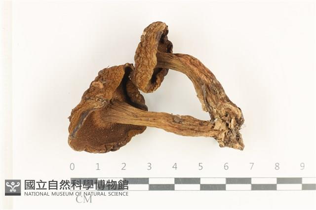 登錄號:F0038261藏品圖，第3張