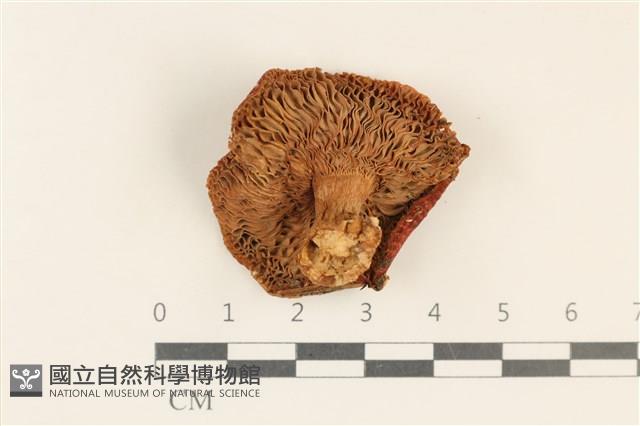 登錄號:F0037261藏品圖，第3張