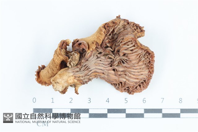 登錄號:F0038861藏品圖，第3張