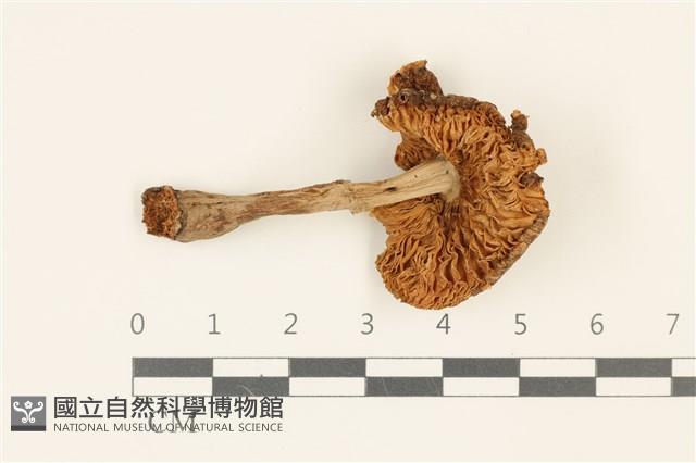登錄號:F0036861藏品圖，第3張
