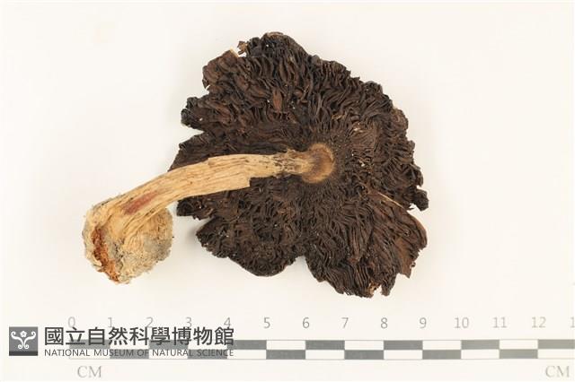傘菌屬藏品圖，第3張