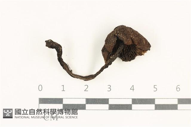 登錄號:F0037661藏品圖，第3張