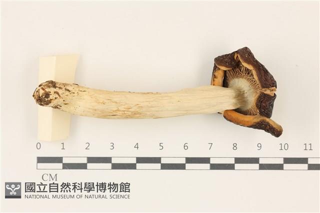 登錄號:F0037461藏品圖，第3張