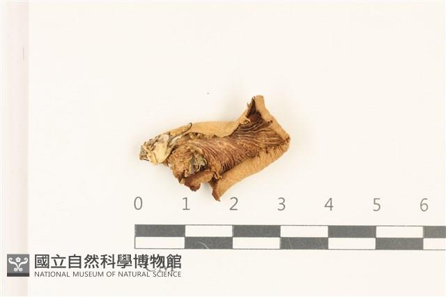 登錄號:F0036761藏品圖，第3張