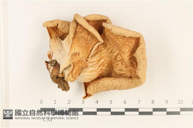 登錄號:F0037761藏品圖，第3張