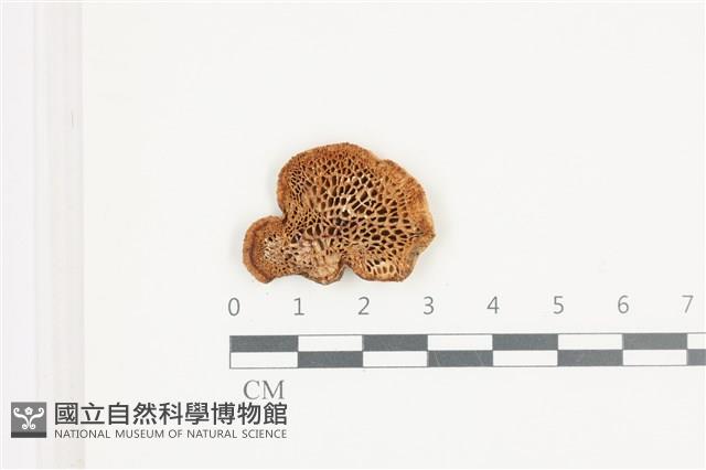 登錄號:F0036561藏品圖，第3張