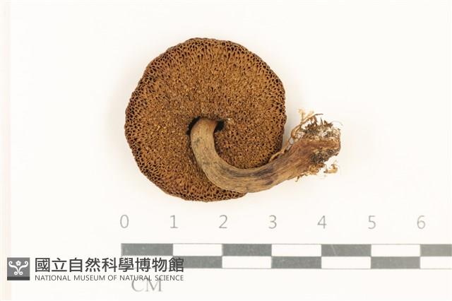 登錄號:F0037561藏品圖，第3張