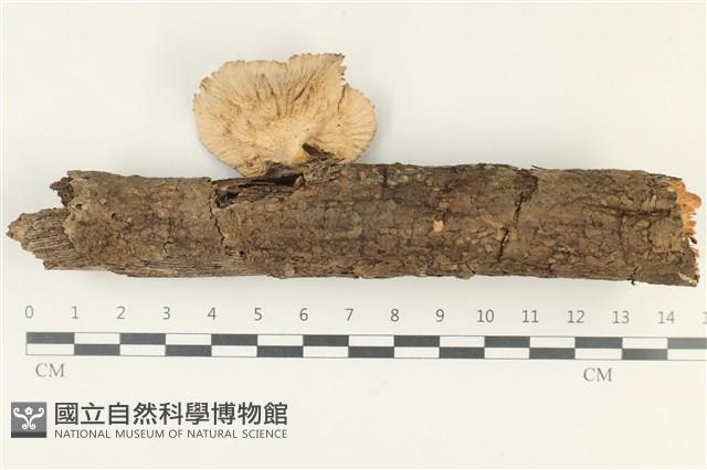 優雅波邊革菌藏品圖，第3張