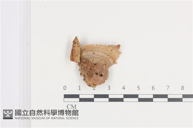 登錄號:F0036161藏品圖，第3張