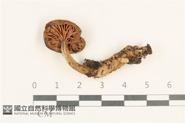 杯傘屬藏品圖，第3張