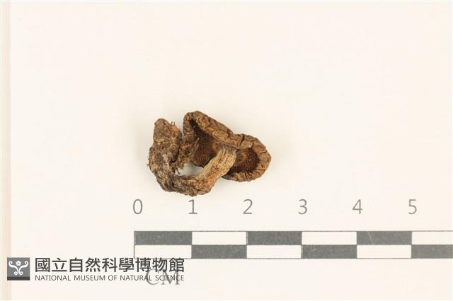 登錄號:F0028721藏品圖，第3張
