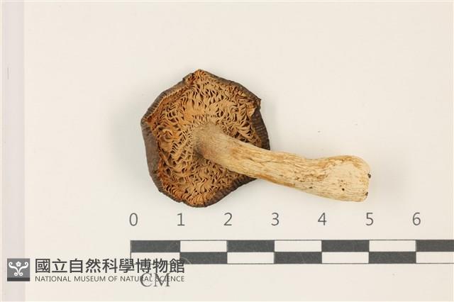 登錄號:F0037521藏品圖，第3張