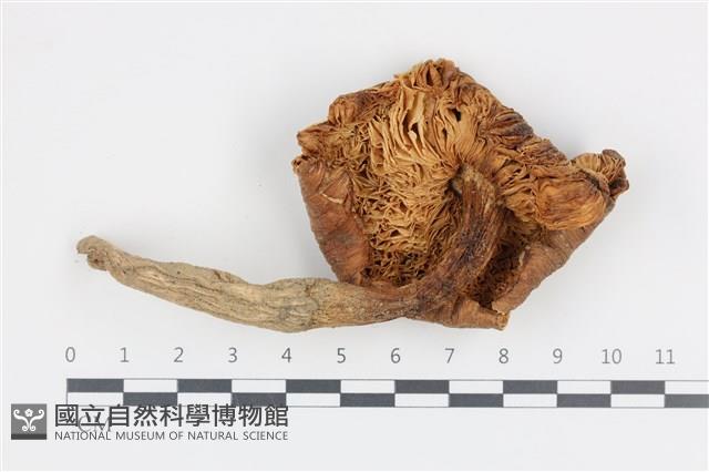 登錄號:F0036121藏品圖，第3張