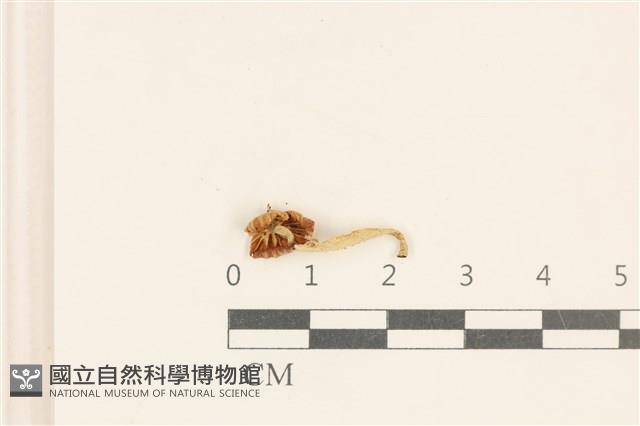 小皮傘屬藏品圖，第3張