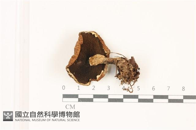 登錄號:F0037321藏品圖，第3張