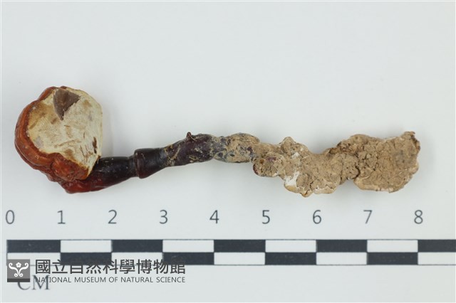 赤芝藏品圖，第3張