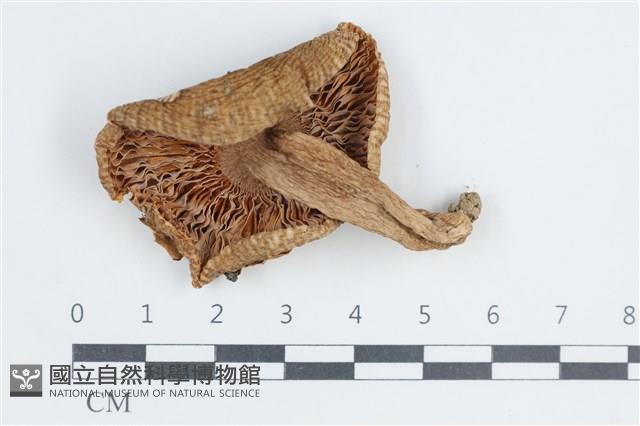 登錄號:F0038801藏品圖，第3張