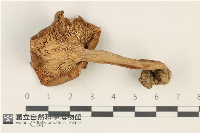 登錄號:F0037901藏品圖，第3張