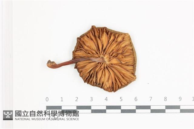 登錄號:F0036601藏品圖，第3張