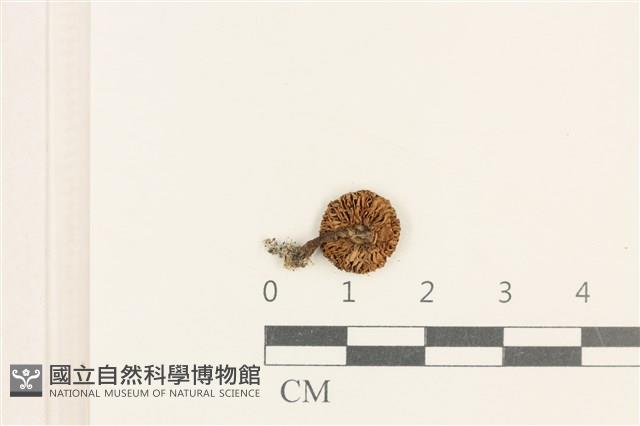 登錄號:F0037601藏品圖，第3張