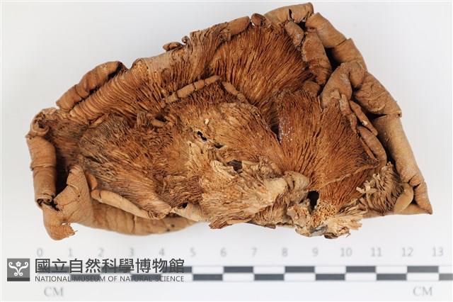 糙皮側耳藏品圖，第3張
