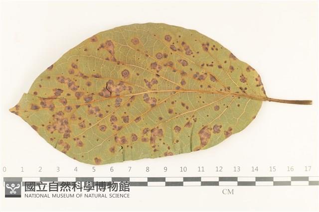 登錄號:F0037701藏品圖，第4張