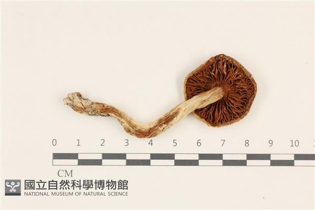 登錄號:F0037501藏品圖，第3張