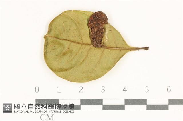 登錄號:F0038101藏品圖，第3張