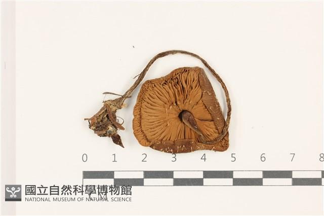 粉褶菌屬藏品圖，第3張