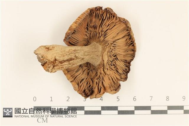 登錄號:F0037211藏品圖，第3張