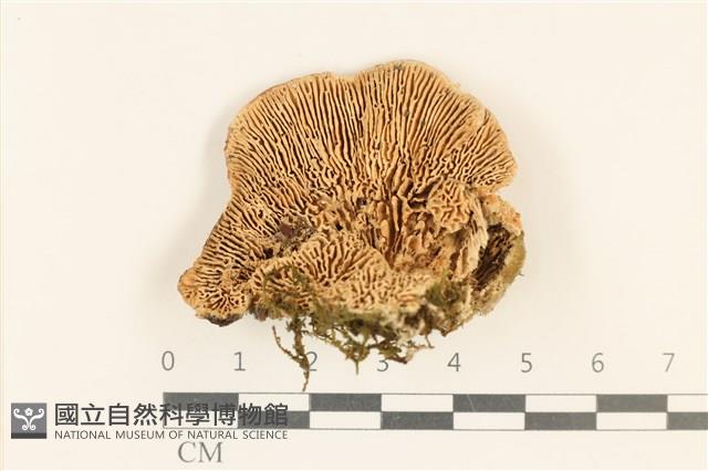 登錄號:F0018811藏品圖，第3張