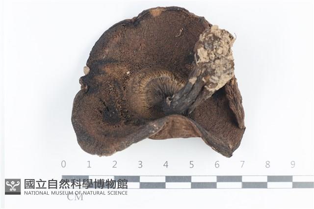 登錄號:F0038811藏品圖，第3張