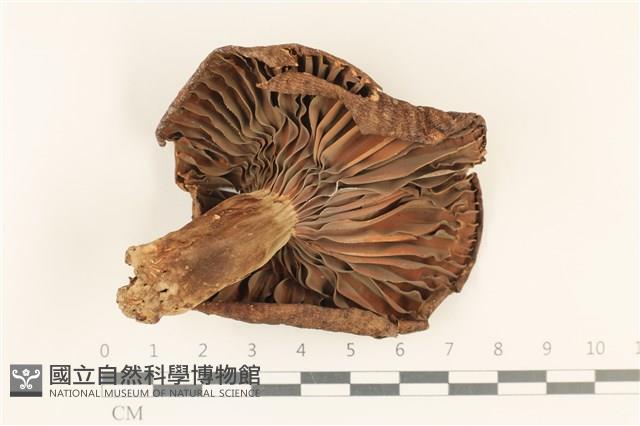 登錄號:F0036911藏品圖，第3張
