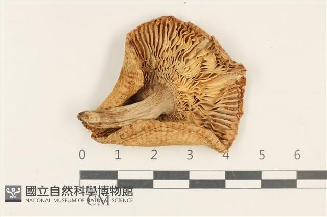 紅菇屬藏品圖，第3張