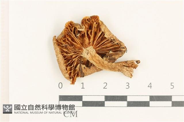 登錄號:F0037611藏品圖，第3張