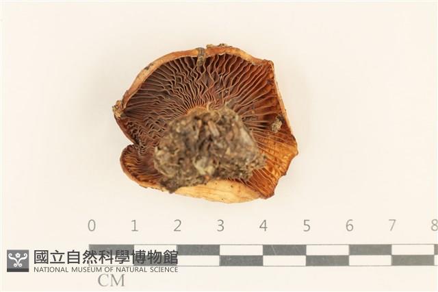 紅菇屬藏品圖，第3張