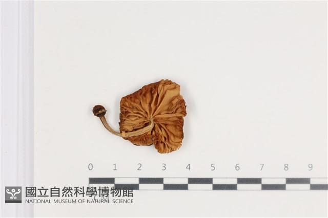 登錄號:F0035711藏品圖，第3張